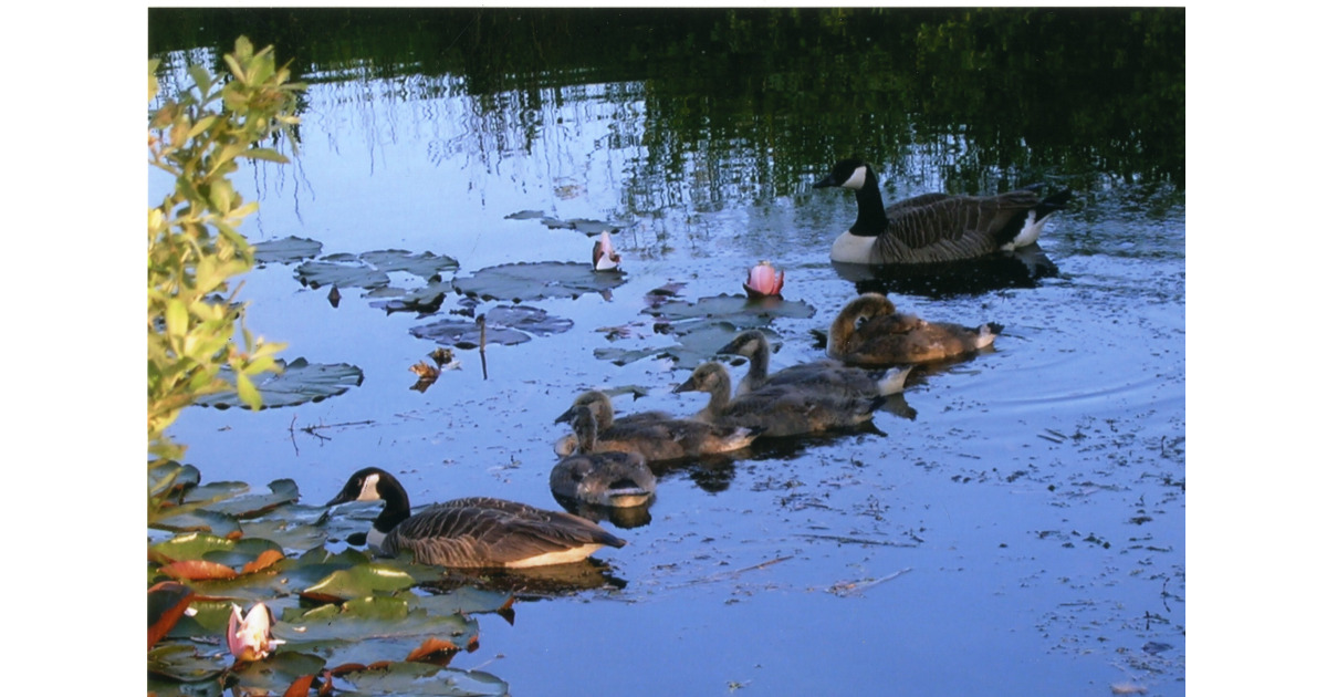 Ducks on May Farm Wildlife Pond
